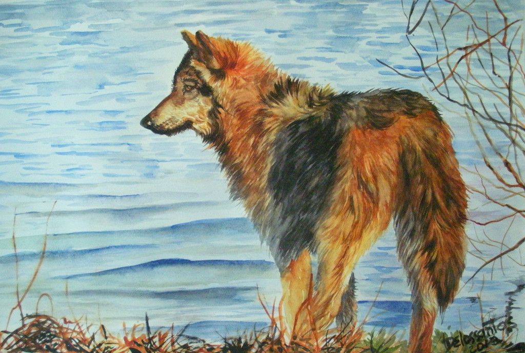  photo 12x18 Wolf By The Water - 65_zpsaxiinevs.jpg