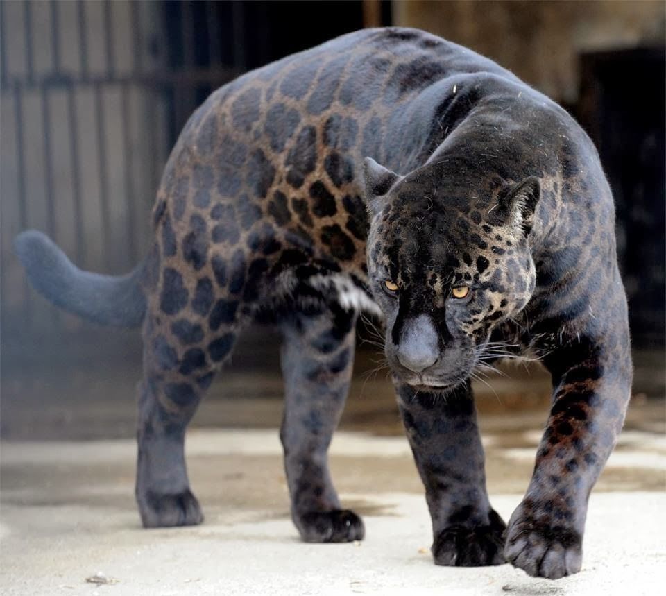  photo black jaguar_zps6p0yhx3x.jpg