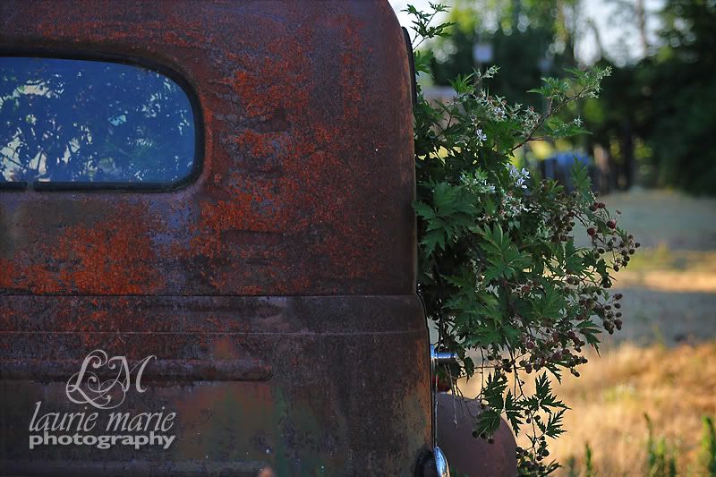 Blackberries Growing In Old Truck Cab