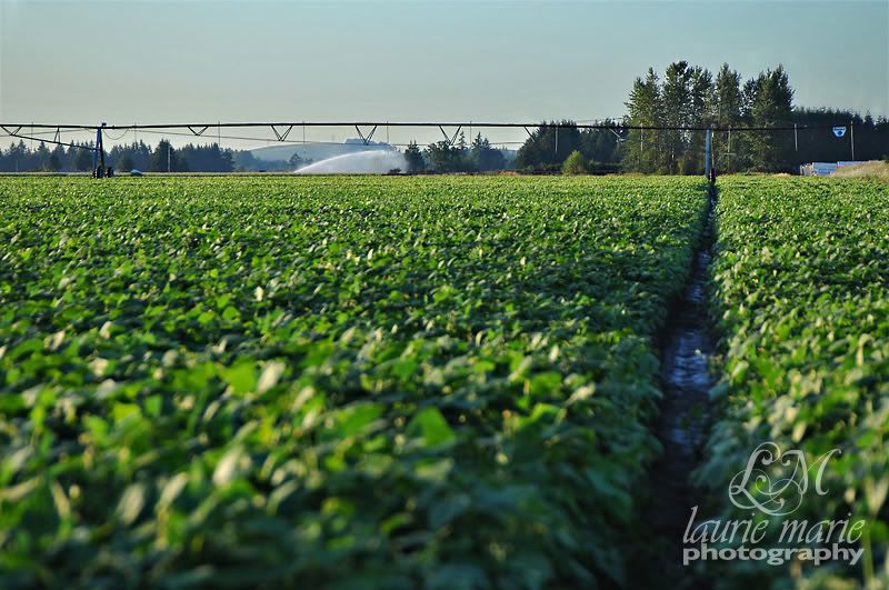 Field Lines