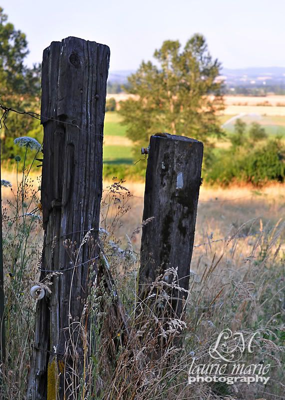Old Fence Posts