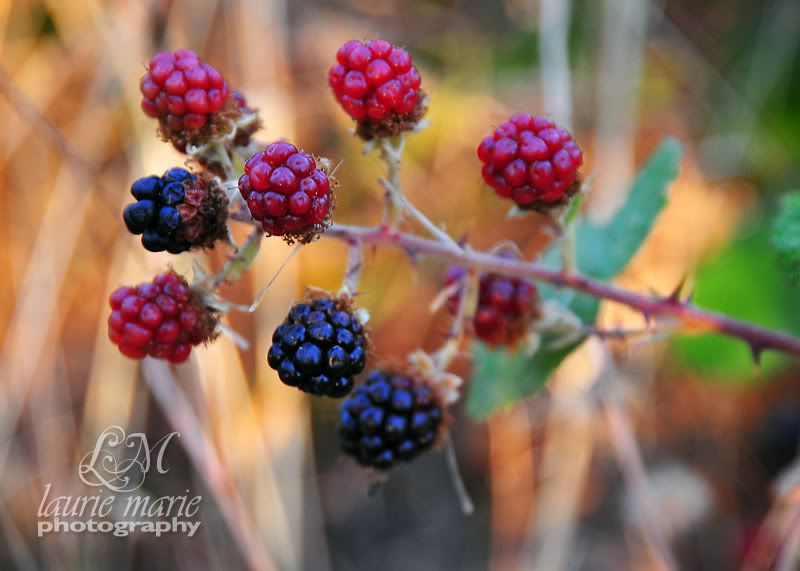 Laurie Marie Photography | Blackberries