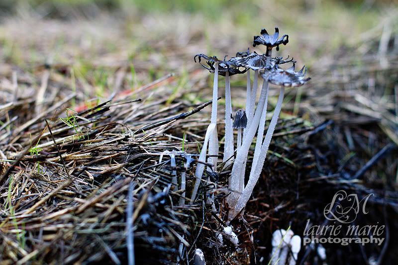 Laurie Marie Photography Mushrooms, Coprinus, Coprinoid, Inky-cap, ink cap