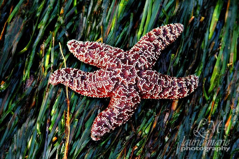 Starfish Laurie Marie Photography