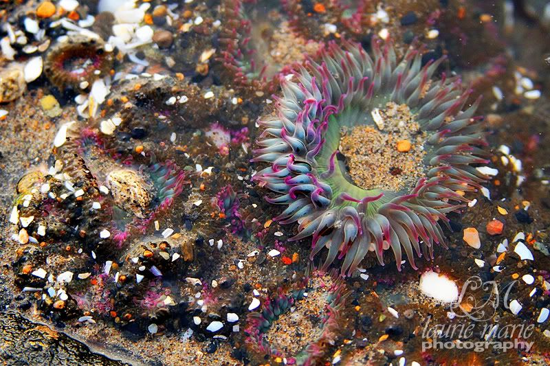Anemone Laurie Marie Photography