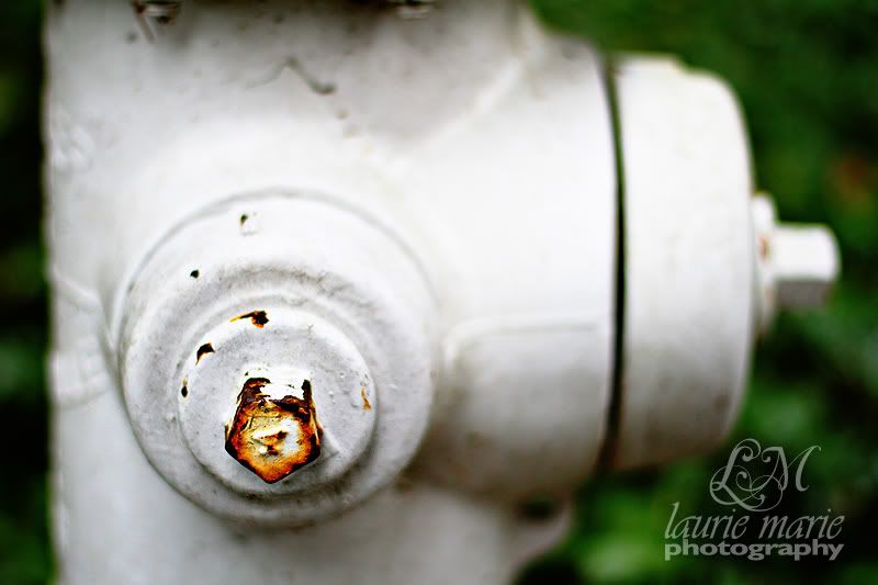 bird, fire hydrant