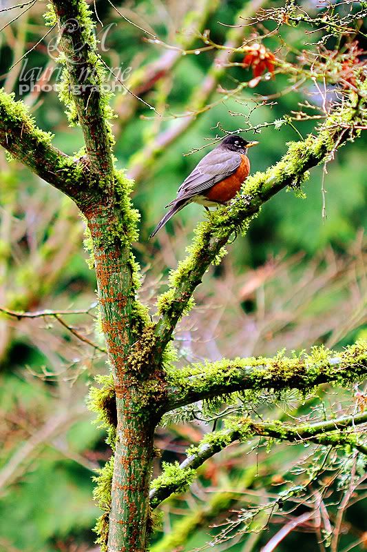 robin