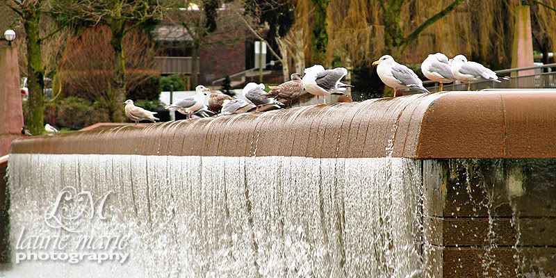 Bellevue Downtown Park waterfall