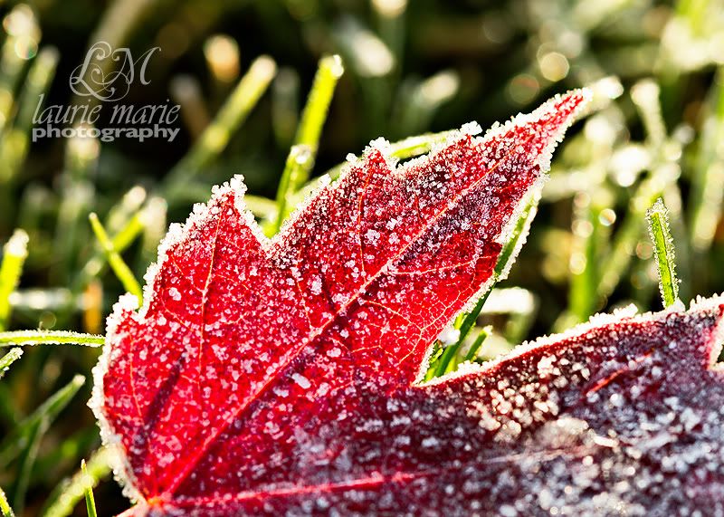 morning frost