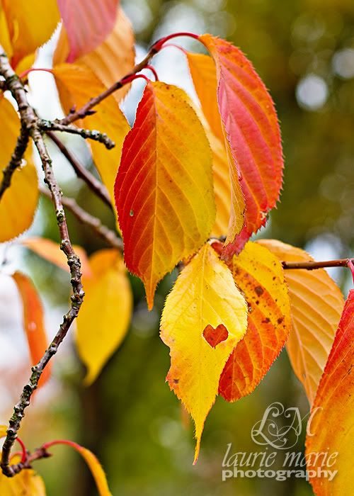 Fall Leaf Love