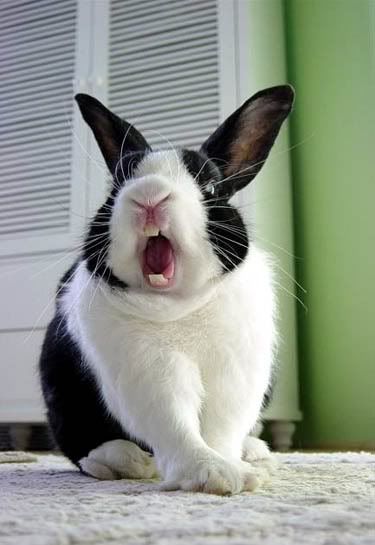 funny bunny. funny-unny-rabbit1.jpg funny