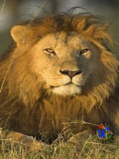 Animal pics