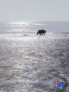 Animal wallpaper Far Far Away