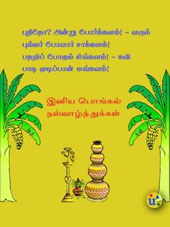 Pongal pics Banana Tree