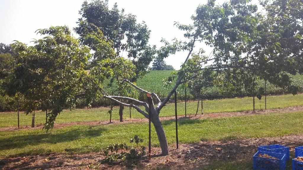 Peach Tree In Iowa