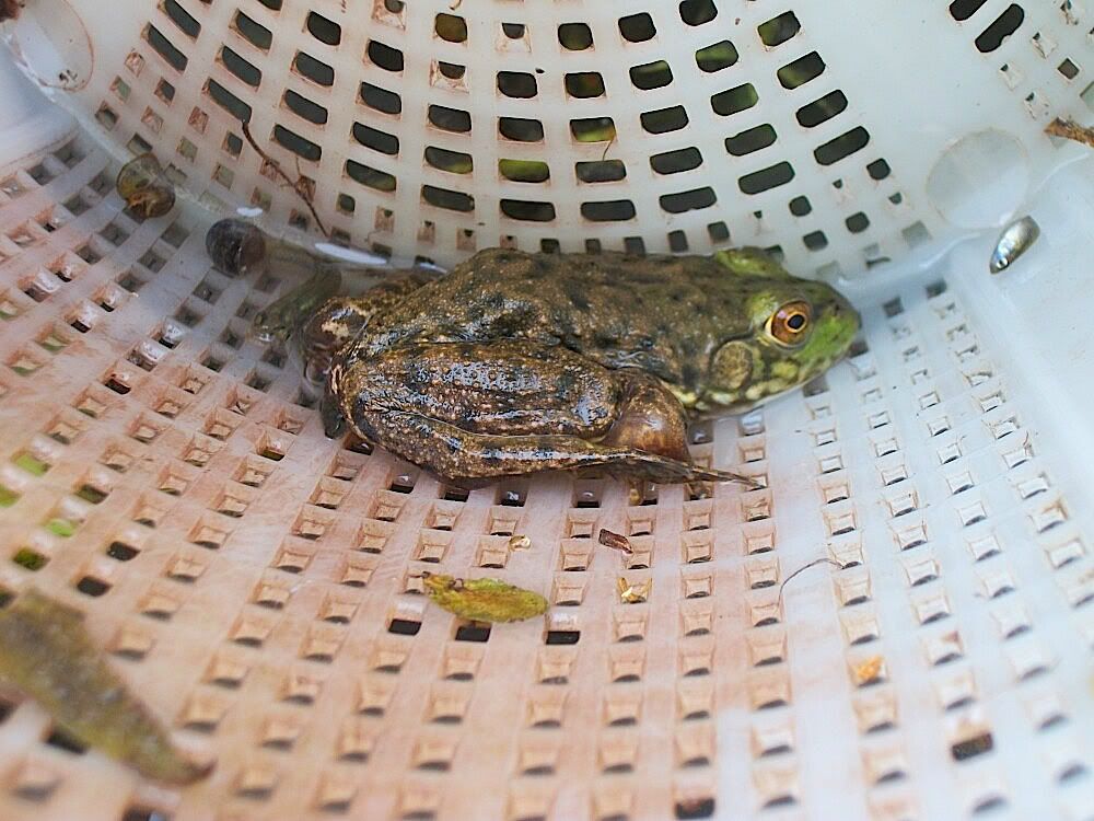 Metamorph Bullfrog In Trap Pictures, Images & Photos Photobucket