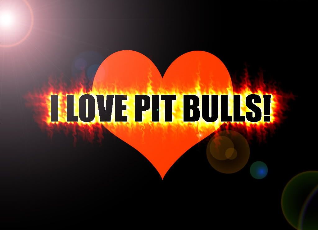 pitbulls photo: PITBULLS ilovepitbullwallpaper.jpg