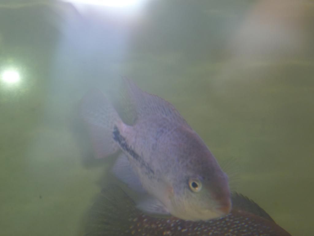 fish033.jpg