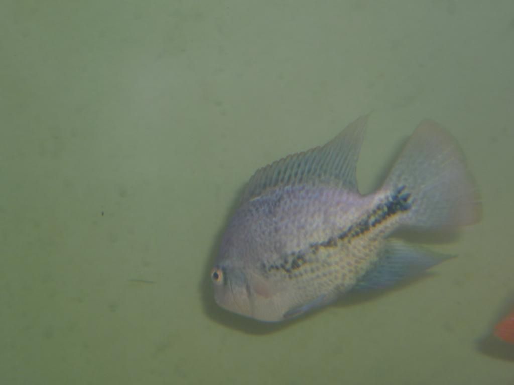 fish036.jpg