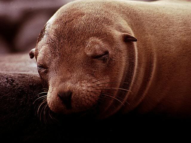 Seal (c) 19_ROXAS_90 seal retains