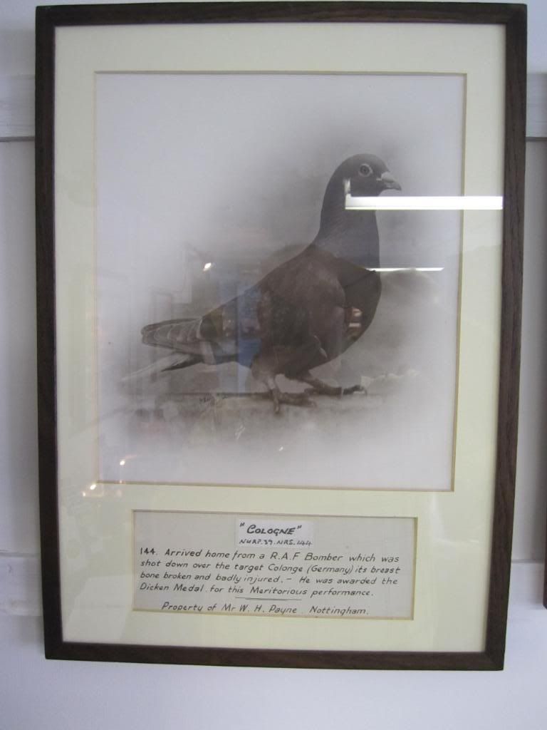 Military decorated pigeon Pictures, Images and Photos