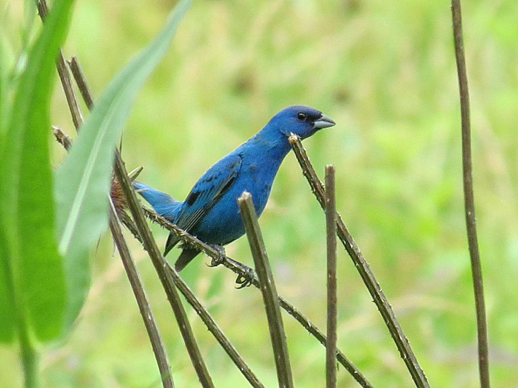 19 Oct 2010. The male Indigo Bunting is easily recognized, as he is our only entirely blue  breeding bird.. Distraction Displays: Mass Breeding Bird Atlas 2. Indigo  Bunting nests are typically built a few feet off the ground in a small shrub.