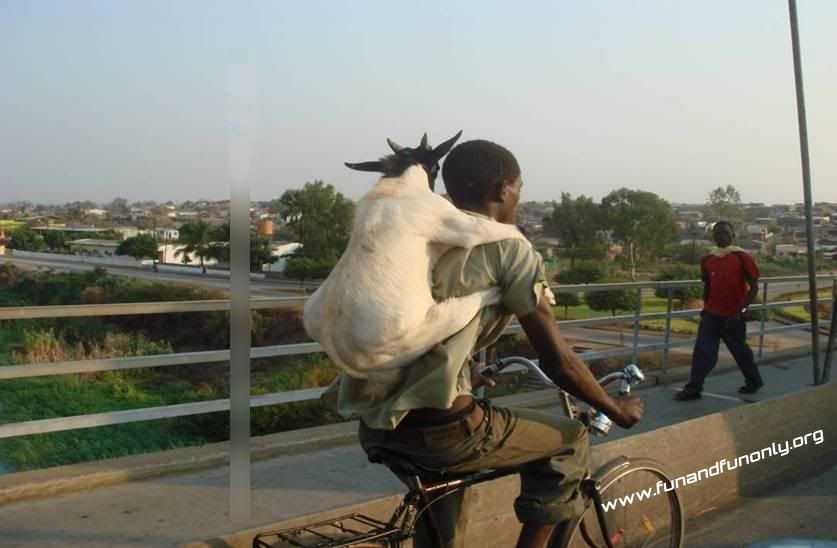 Stupid Goat