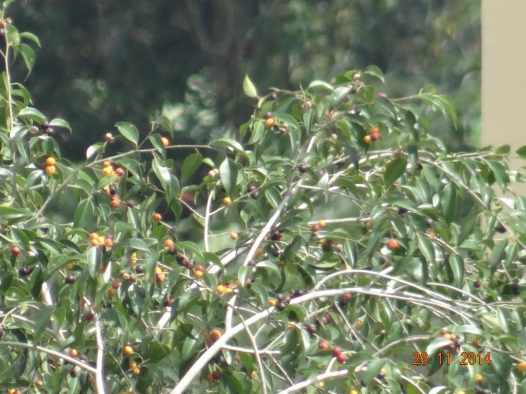 cacircytraacuteisumsecirc_zps96c26273.jpg