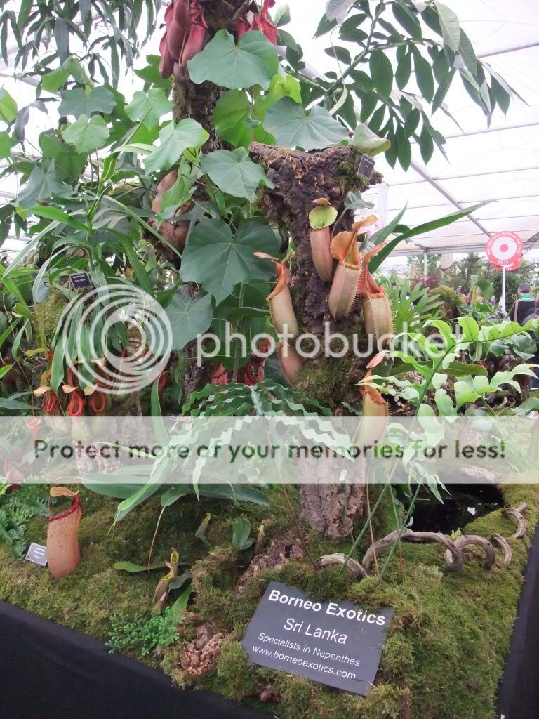 Borneo Exotics At The Chelsea Flower Show 2011 - Nepenthes ...