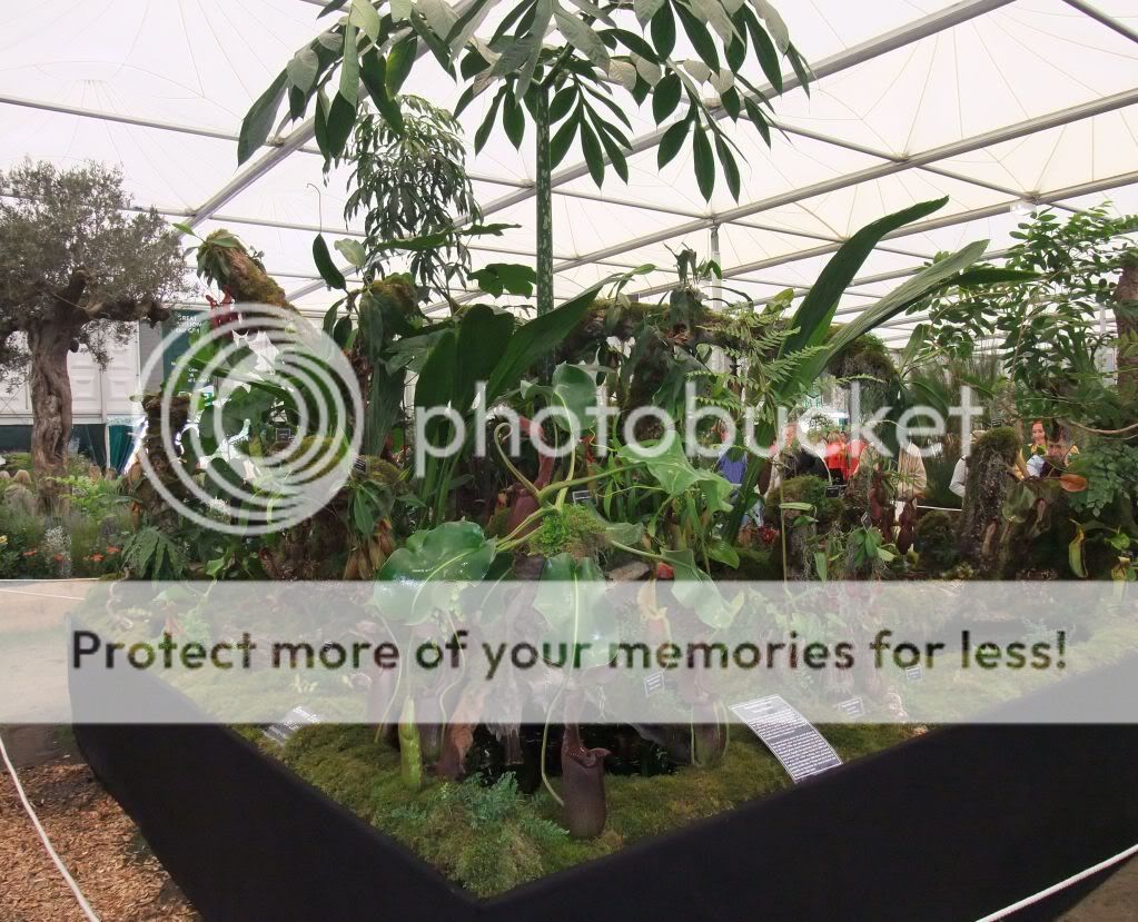 Borneo Exotics At The Chelsea Flower Show 2011 - Nepenthes ...